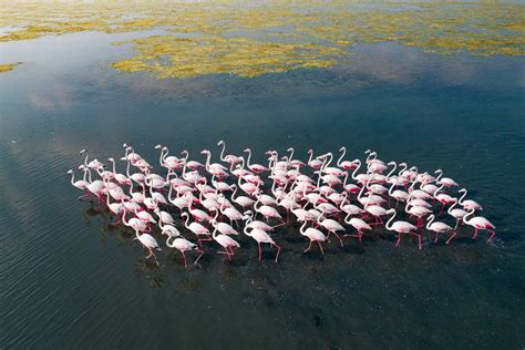 Aerial Photos Showcase the Annual Flamingo Migration that Transforms India’s Publicat Lake into ...