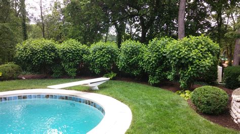 pool privacy landscaping ideas - Danyel Berube