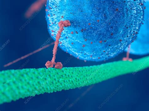 Illustration of a motor protein - Stock Image - F023/7718 - Science ...