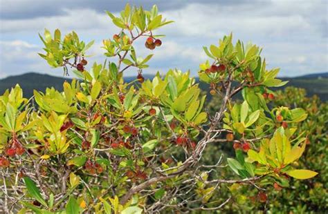 Arbutus unedo, the Strawberry Tree: identification, distribution, habitat