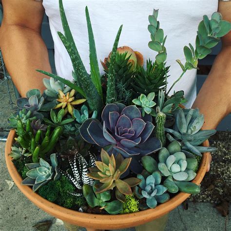 Succulent arrangement bowl ♥️ | Succulent arrangements, Succulents, Plants