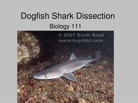 PPT - Dogfish Shark Dissection PowerPoint Presentation, free download ...