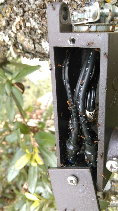 Ants Wreak Havoc on Outdoor Lighting Systems | Landscape Lighting Guru