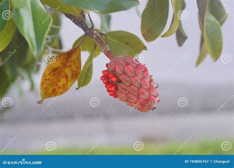 Magnolia tree seeds stock image. Image of denudata, blooms - 194806767