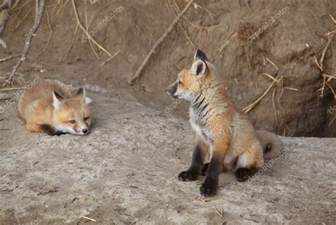 Two Red Fox pups outside their den — Stock Photo © pictureguy #4951209