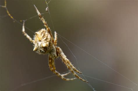 Araneidae - Orb Spider | Araneomorphae: Arandeidae: Backobou… | Flickr