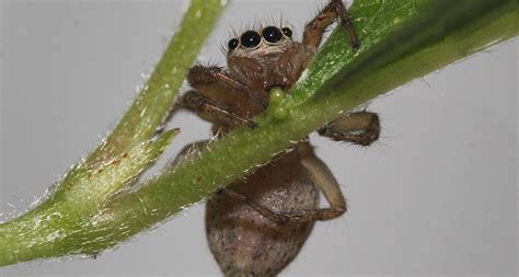 Spiders eat insects — and sometimes veggies