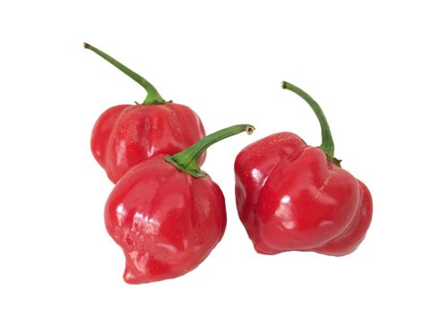 Red Habanero Seeds - Etsy