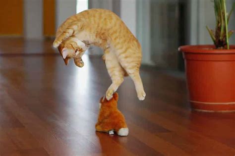 52 Jumping Cats At Play Look Like Ninjas -DesignBump