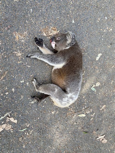 NSW North Coast vet urges drivers to take care as koala kindergarten ...