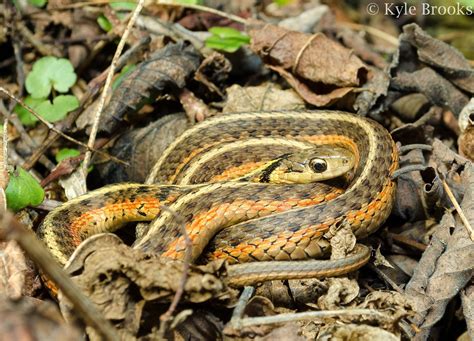 On the Subject of Nature: An Ode to the Common Gartersnake