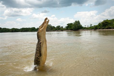 Crocodiles Rising | Hakai Magazine