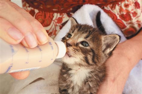 Your Guide to Bottle Feeding Kittens