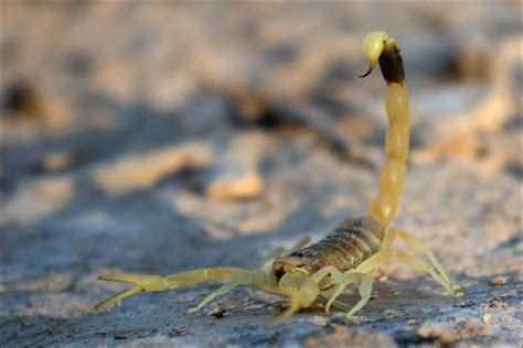 At $39 MILLION Per Gallon, Here’s Why Deathstalker Scorpion Venom Is ...