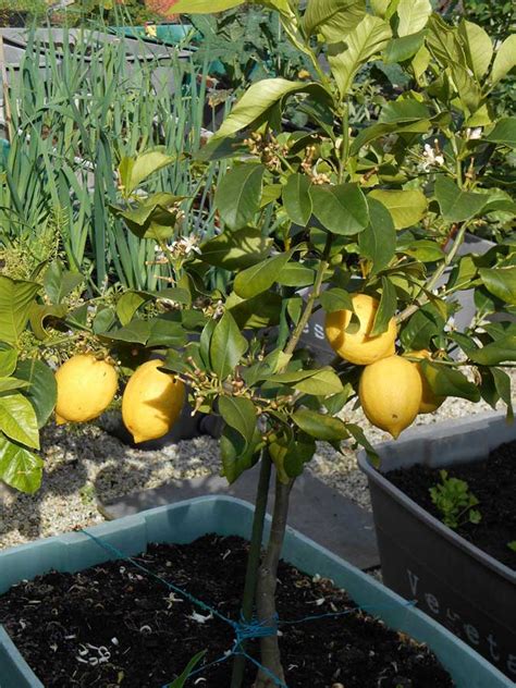 Lemon Trees in Pots - handy tips for growing lemons - GrowGoodNZ