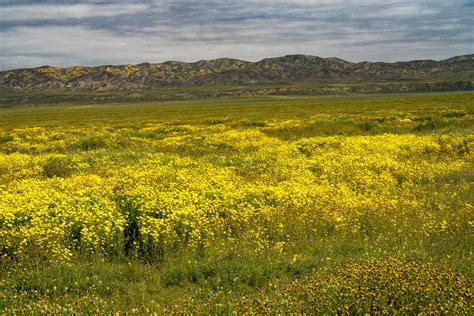 Super Bloom 2023 — Kerik Kouklis Photography