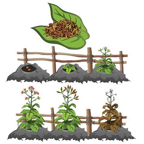 Tobacco Crop Illustrations, Royalty-Free Vector Graphics & Clip Art ...