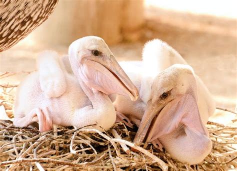 baby pelicans | baby animals | Pinterest | Babies