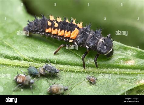 Larva of a ladybird (Coccinellidae) and aphids (Aphidoidea) on one leaf ...