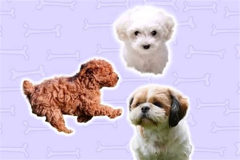 9 Best Small Dog Breeds for Autistic Children (Pros & Cons)