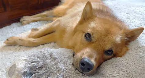 Why Does My Dog Cough? Common Causes and Solutions - ilovedogscute.com