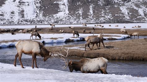 Elk on the river: National Elk Refuge in Jackson Hole - YouTube