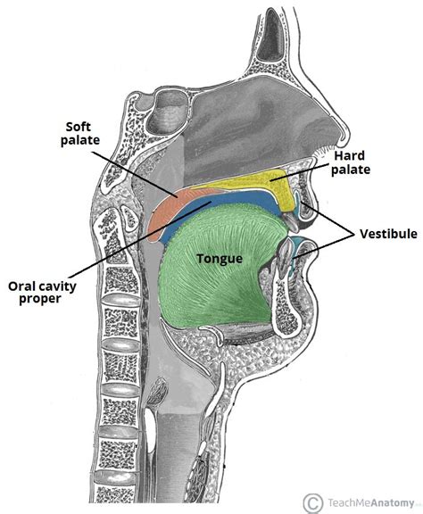 The Oral Cavity - Divisions - Innervation - TeachMeAnatomy