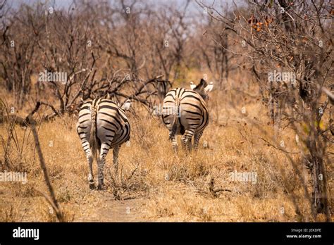 Zebra running away hi-res stock photography and images - Alamy