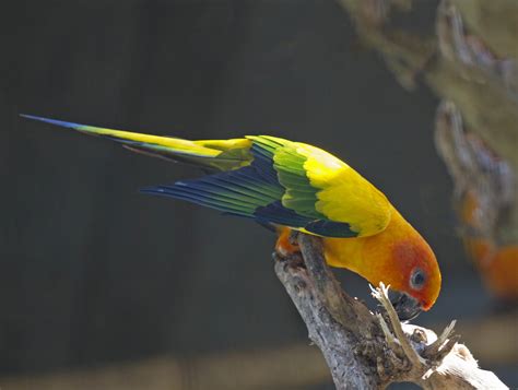 Pictures and information on Sun Parakeet