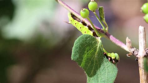 Bee Hawk-Moth Caterpillar (Part 1 Of 2) - YouTube