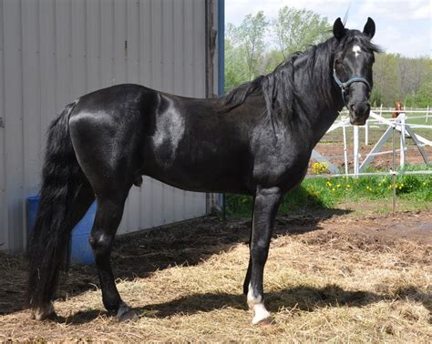 Beautiful black Tennessee Walking Horse | Tennessee walking horse ...