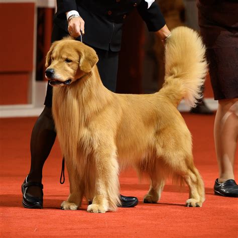 The Dogist on Twitter: "Best of Breed winners at the AKC National Championship in Orlando ...