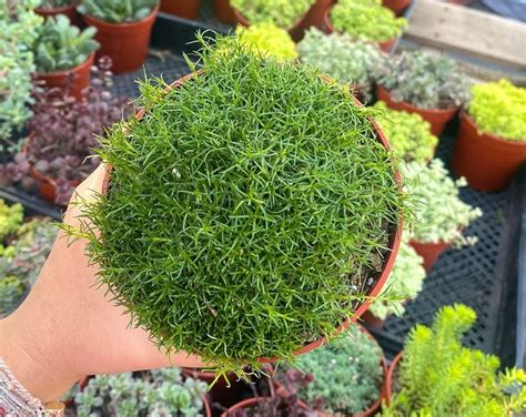 Irish Moss Plant Seeds/sagina Subulata/perennial 60 - Etsy