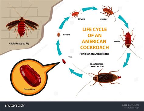 Ciclo de vida de una cucaracha: vector de stock (libre de regalías ...