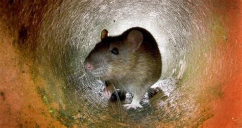 These 'Hero Rats Are Being Trained To Rescue Earthquake Survivors