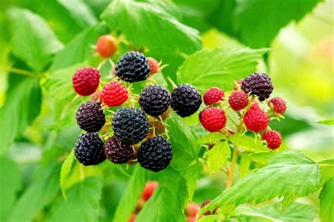 Black Raspberries: Nutrition Facts and Benefits - Nutrition Advance