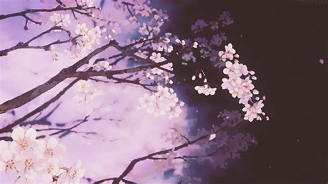 Cherry Blossom Anime Banner Gif / The only reason i'd love to go to ...