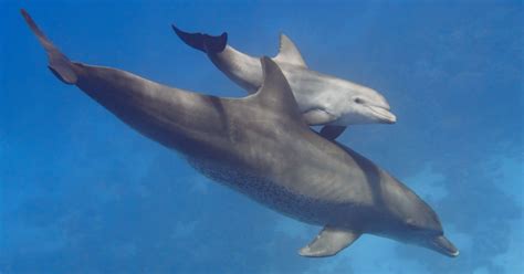 Bottlenose Dolphin Moms Speak to Their Calves in Baby Talk - Goodnet