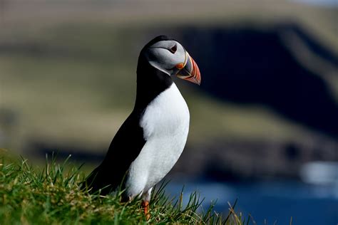 Birds in Iceland|Atak | Átak Car Rental in Iceland