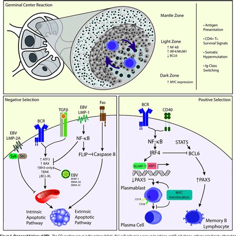 Figure 1 from The biology and treatment of plasmablastic lymphoma. | Semantic Scholar