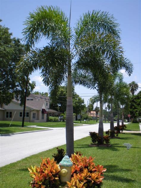 Palm Tree Landscapes | WK LANDSCAPES | St Louis MO