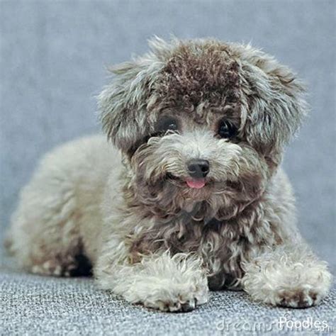 Gray Standard Poodle | Poodle puppy, Puppies and kitties, Toy poodle puppies