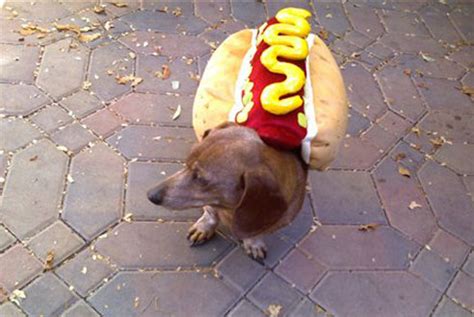 Funny Costumes For Your Dog! – The Wrangler