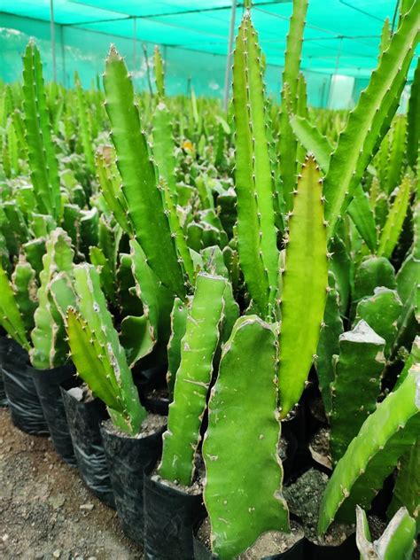 Dragon Fruit Plant at Rs 50/piece | Dragon Fruit Plant | ID: 17160262948