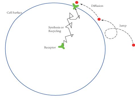 (Color online) The illustration of receptor and ligand binding on cell ...