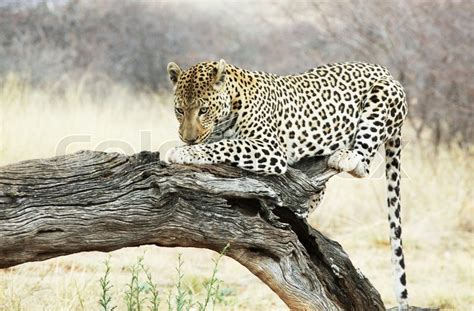 Leopard on tree | Stock Photo | Colourbox