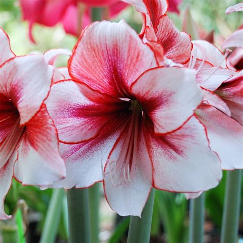 White & Ruby Heart Amaryllis For Sale | Amaryllis Temptation – Easy To Grow Bulbs