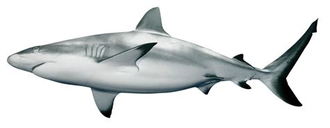 Shark Facts For Kids | Information On Sharks | DK Find Out