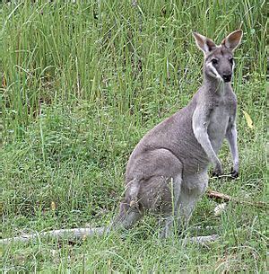 Whiptail wallaby Facts for Kids