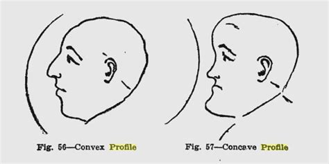 expressing your truth blog: Concave vs. Convex Profile (updated)